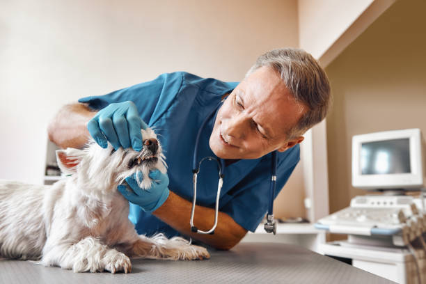 Best 24-Hour Emergency Dental Care in Coal Fork, WV